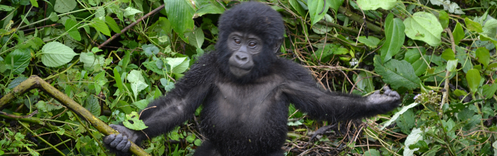 The mountain gorillas Our closest relatives live in the african fore