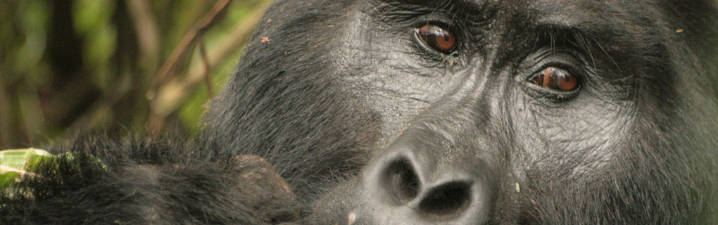Visit Uganda Bwindi National Park The park is a sanctuary for colobus monkeys, chimpanzees and many birds (such as hornbills and turacos). Bwindi impenetrable is perhaps most notable for the 480 mountain gorillas.